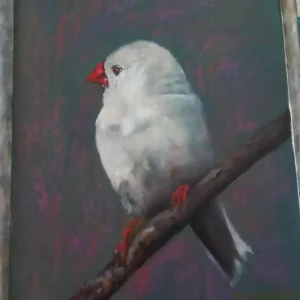 Serie: Pájaros del Uruguay 03